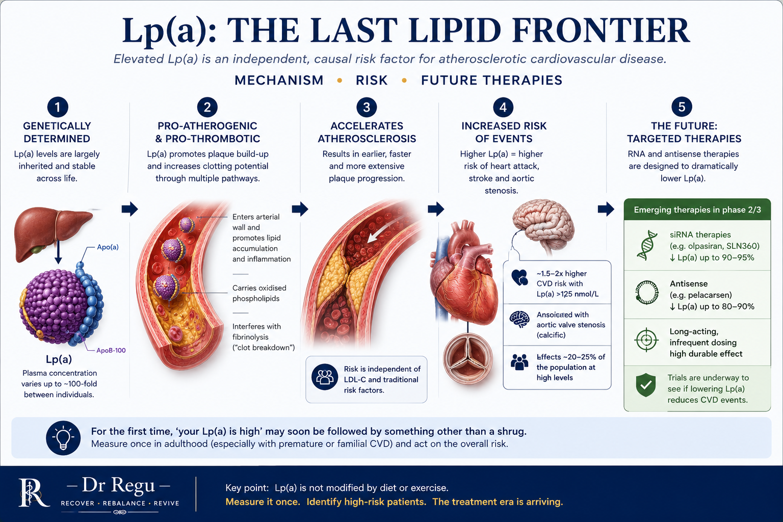 Five-step infographic: Lp(a) is genetically determined, pro-atherogenic and pro-thrombotic, accelerates atherosclerosis, increases risk of events, and is the target of emerging therapies